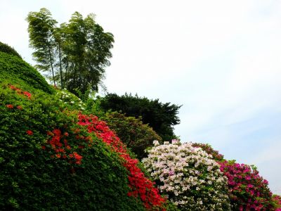 佐江戸つつじ庭園（牧野さん）
