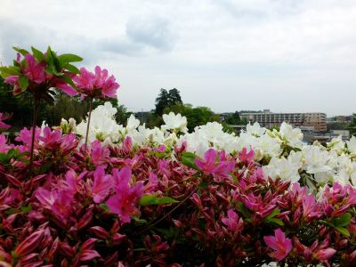 つつじ山（牧野さんの庭）
