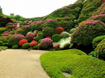 佐江戸つつじ庭園（牧野さん）

