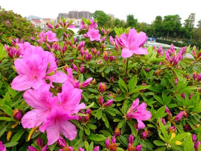 つつじ山（牧野さんの庭）
