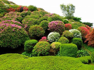 佐江戸つつじ庭園（牧野さん）
