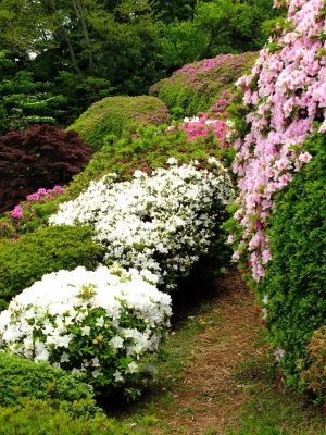 つつじ山（牧野さんの庭）
