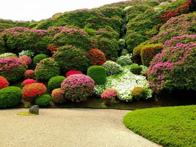 佐江戸つつじ庭園（牧野さん）
