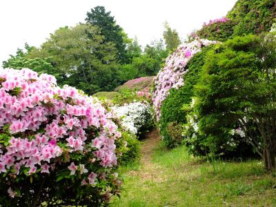 つつじ山（牧野さんの庭）

