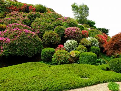 佐江戸つつじ庭園（牧野さん）
