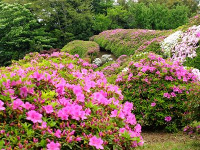 つつじ山（牧野さんの庭）

