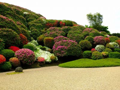 佐江戸つつじ庭園（牧野さん）
