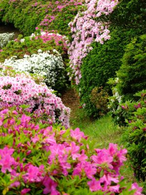 つつじ山（牧野さんの庭）

