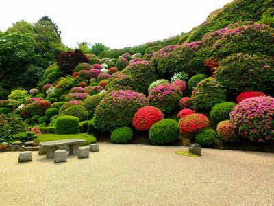 佐江戸つつじ庭園（牧野さん）
