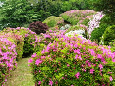 つつじ山（牧野さんの庭）
