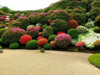 佐江戸つつじ庭園（牧野さん）

