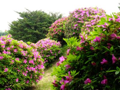 つつじ山（牧野さんの庭）
