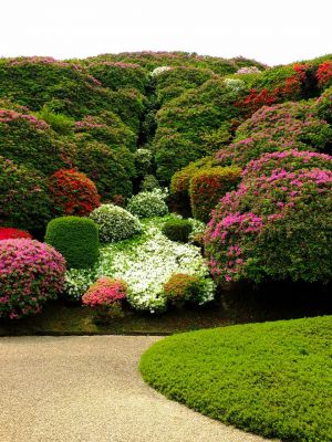 佐江戸つつじ庭園（牧野さん）
