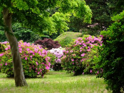 つつじ山（牧野さんの庭）
