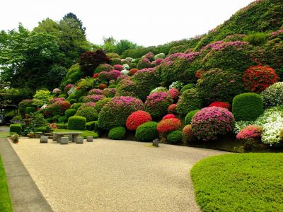 佐江戸つつじ庭園（牧野さん）
