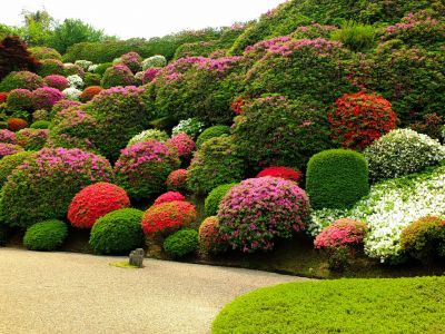 佐江戸つつじ庭園（牧野さん）
