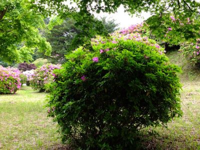 つつじ山（牧野さんの庭）
