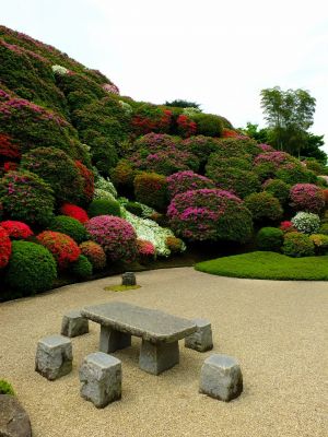 佐江戸つつじ庭園（牧野さん）
