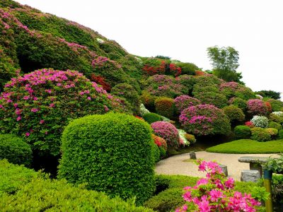 佐江戸つつじ庭園（牧野さん）
