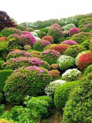 佐江戸つつじ庭園（牧野さん）
