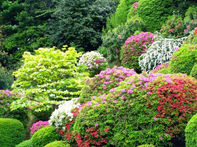 佐江戸つつじ庭園（牧野さん）
