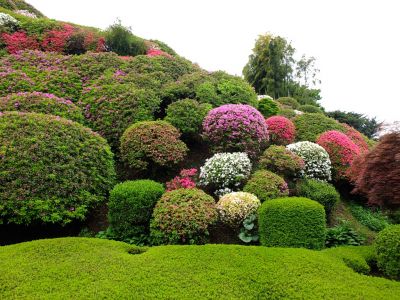 つつじ山（牧野さんの庭）
