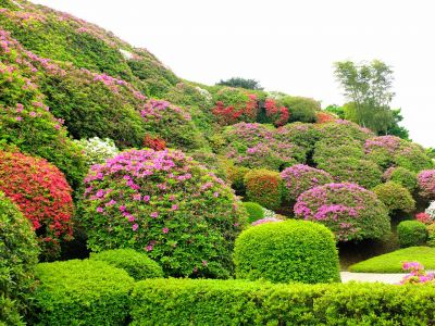 佐江戸つつじ庭園（牧野さん）
