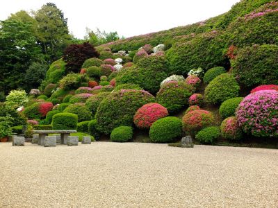 つつじ山（牧野さんの庭）
