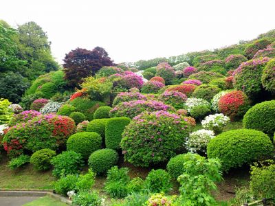 佐江戸つつじ庭園（牧野さん）
