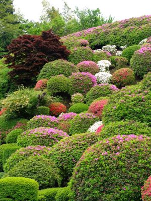 つつじ山（牧野さんの庭）
