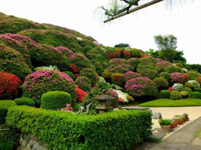 佐江戸つつじ庭園（牧野さん）
