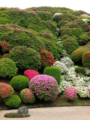 つつじ山（牧野さんの庭）
