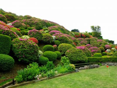 佐江戸つつじ庭園（牧野さん）
