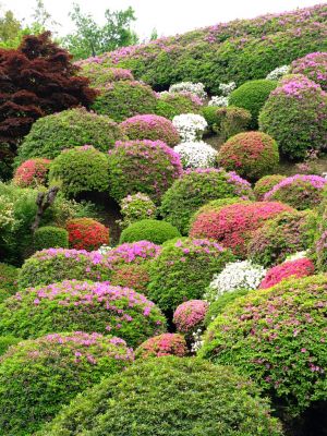 つつじ山（牧野さんの庭）
