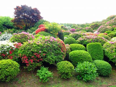 佐江戸つつじ庭園（牧野さん）
