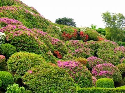 佐江戸つつじ庭園（牧野さん）
