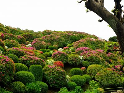佐江戸つつじ庭園（牧野さん）
