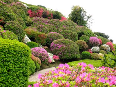 つつじ山（牧野さんの庭）
