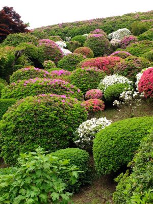 つつじ山（牧野さんの庭）
