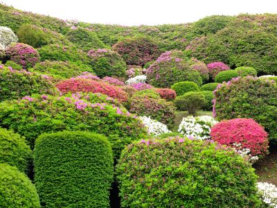 つつじ山（牧野さんの庭）
