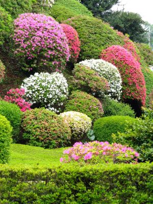 つつじ山（牧野さんの庭）

