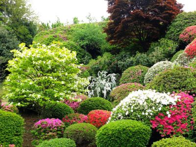 つつじ山（牧野さんの庭）
