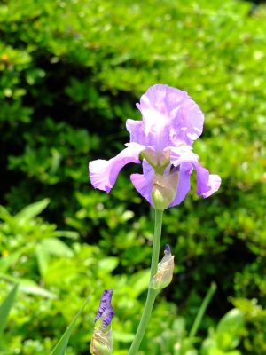 東漸寺かきつばた
