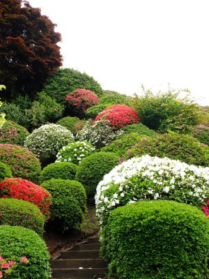 つつじ山（牧野さんの庭）
