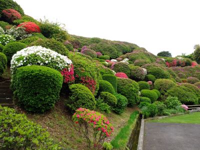 つつじ山（牧野さんの庭）
