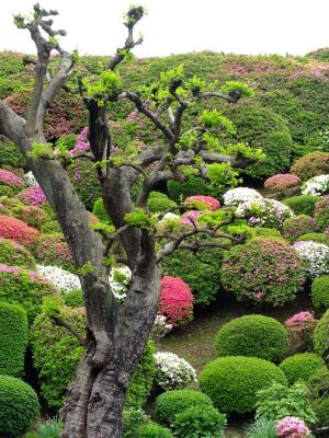 つつじ山（牧野さんの庭）
