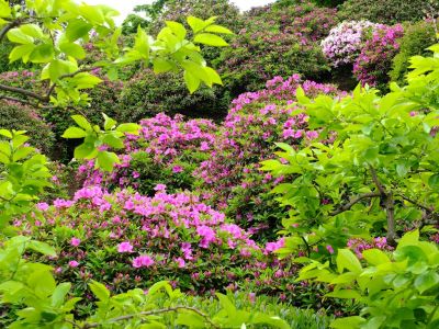 つつじ山（牧野さんの庭）
