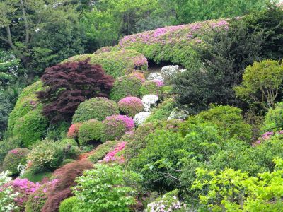つつじ山（牧野さんの庭）
