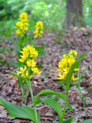 池辺市民の森金蘭の花
