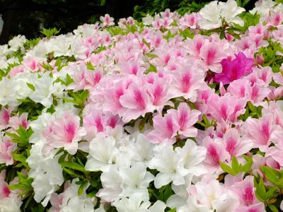 シンフォニックヒルズ
